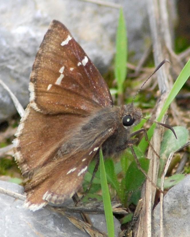 Southern Cloudywing Photo by David Hollie