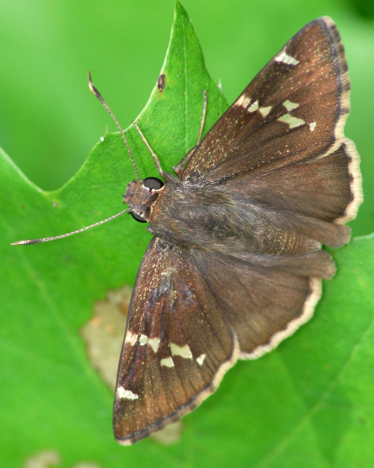 Southern Cloudywing Photo by David Hollie