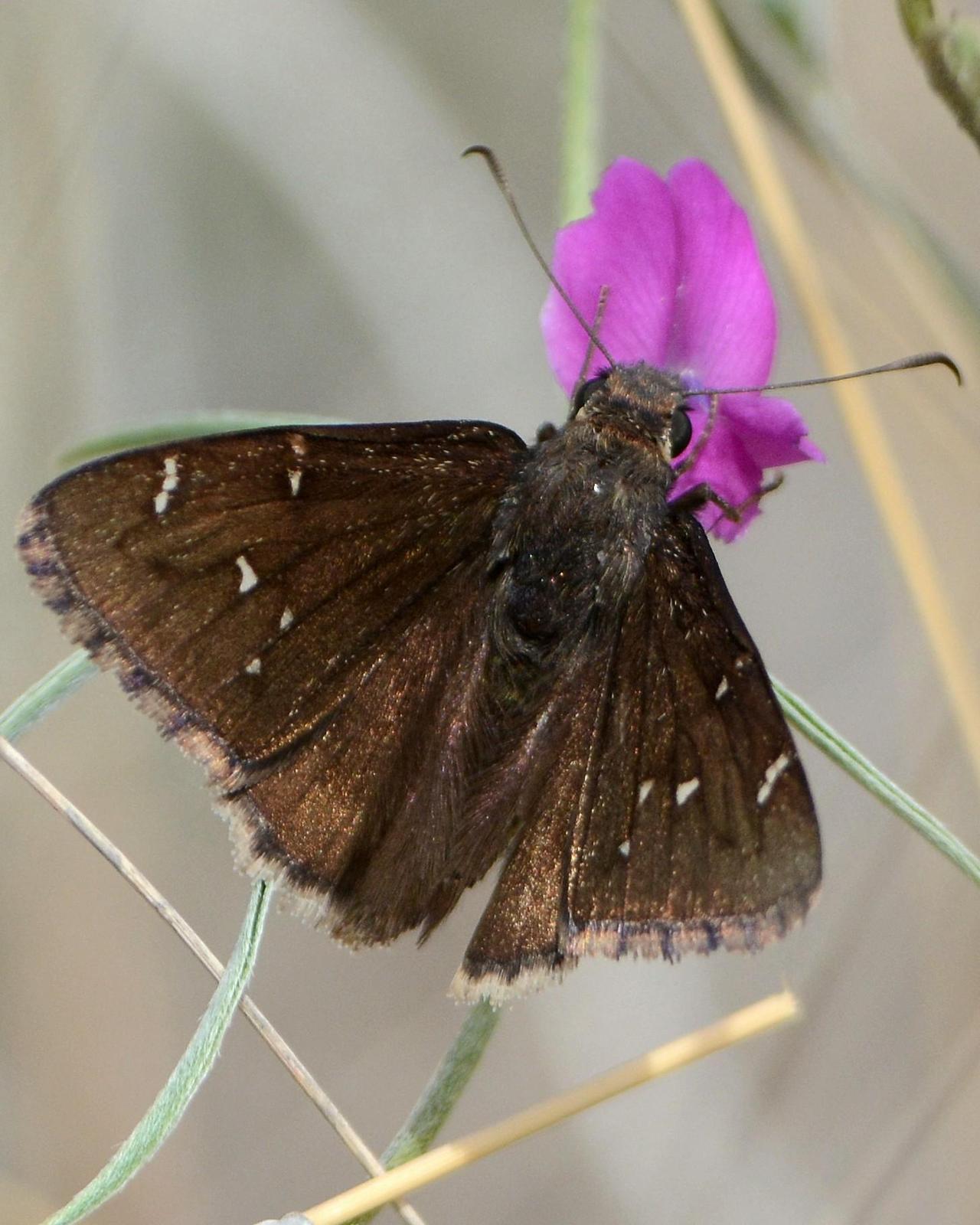Northern Cloudywing Photo by David Hollie