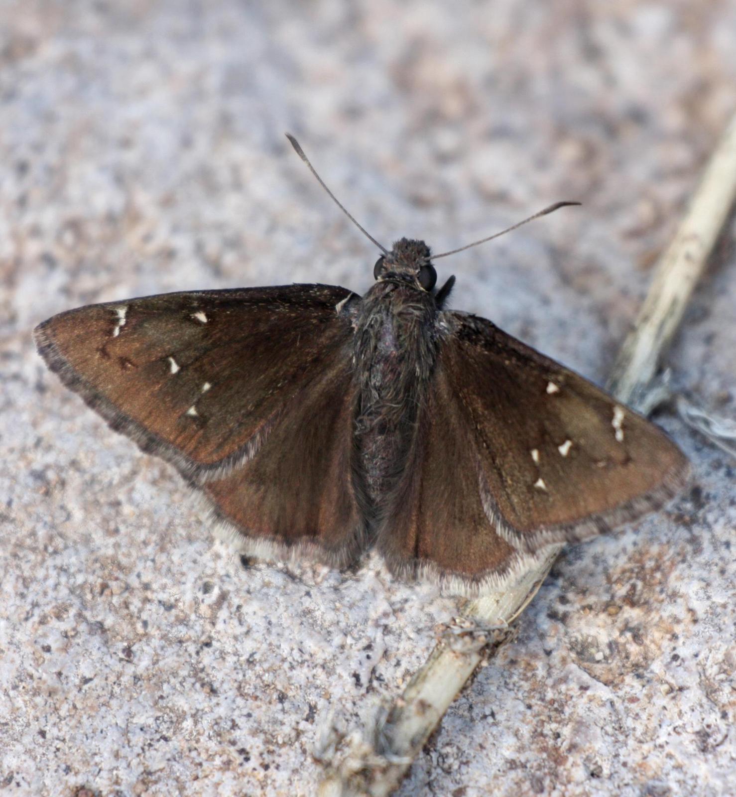 Northern Cloudywing Photo by Terry Hibbitts