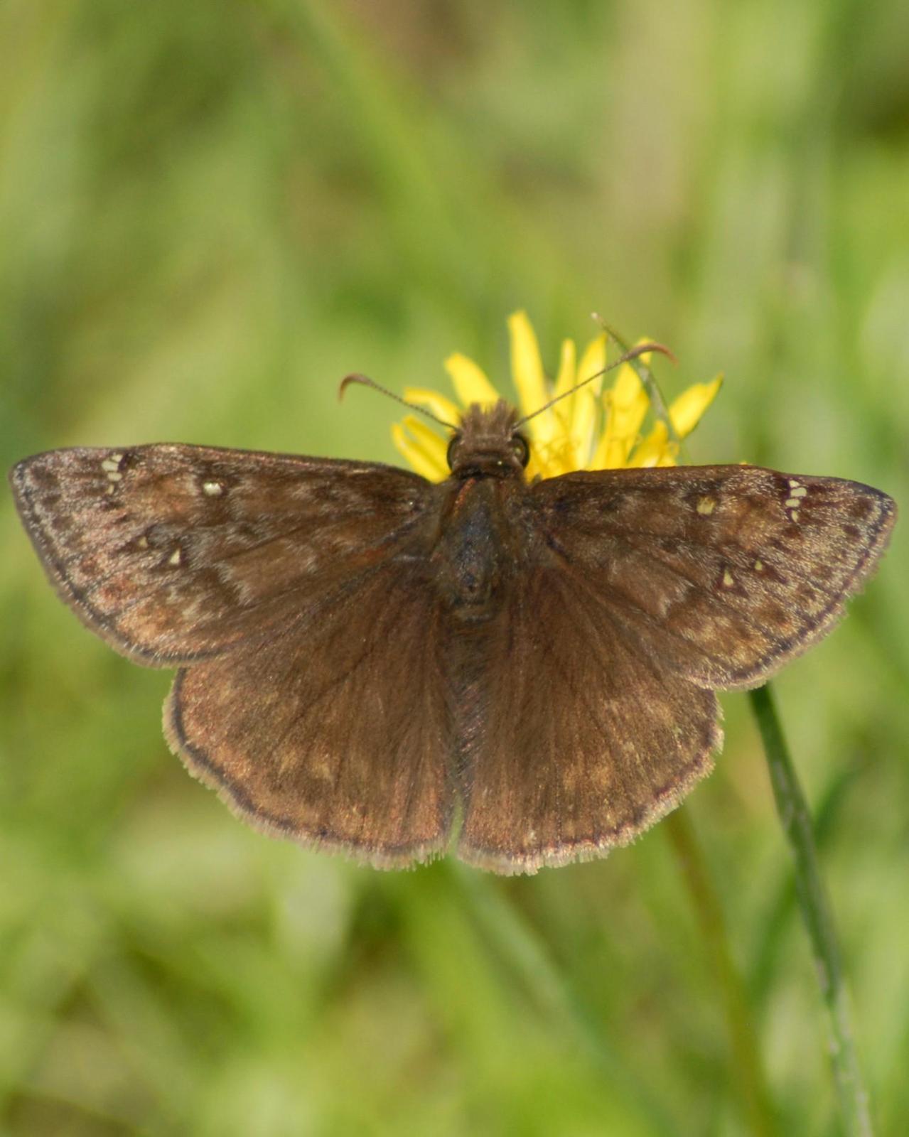Juvenal's Duskywing Photo by David Hollie