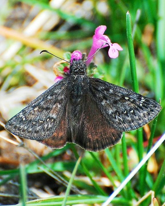 Propertius Duskywing Photo by David Hollie