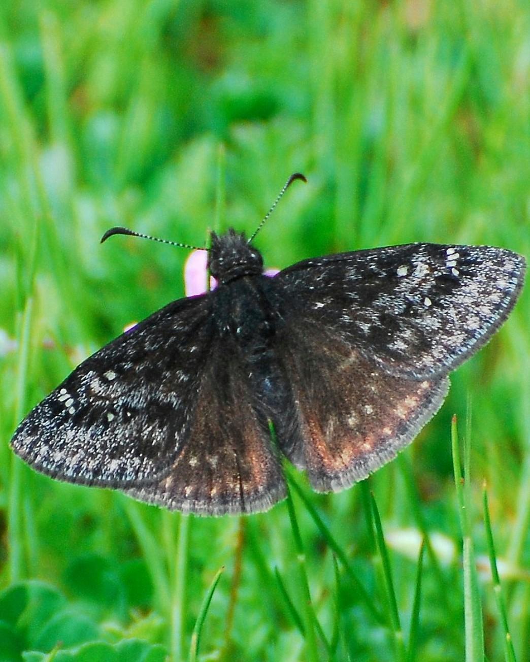 Persius Duskywing Photo by David Hollie