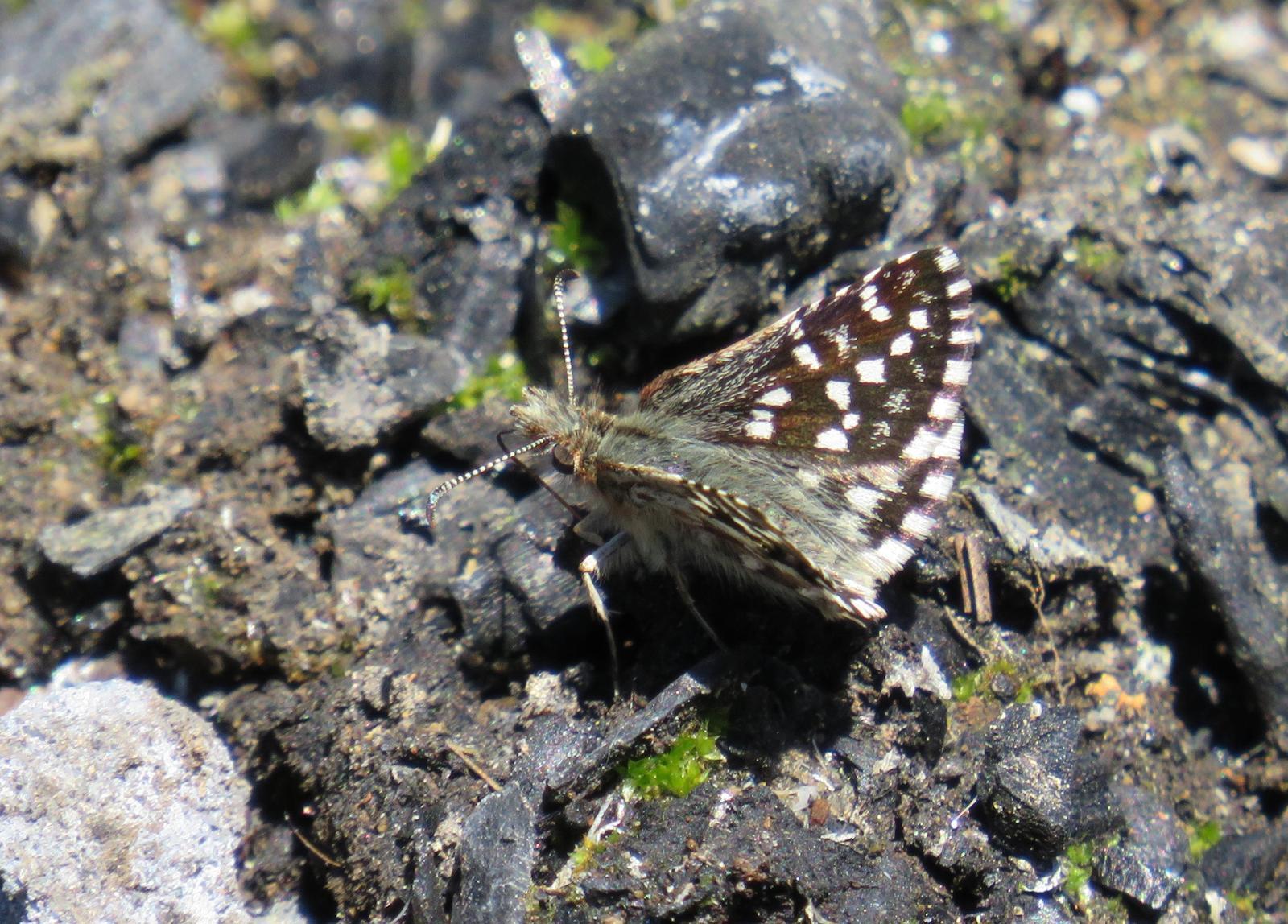 Two-banded Checkered-Skipper Photo by Jeff Harding