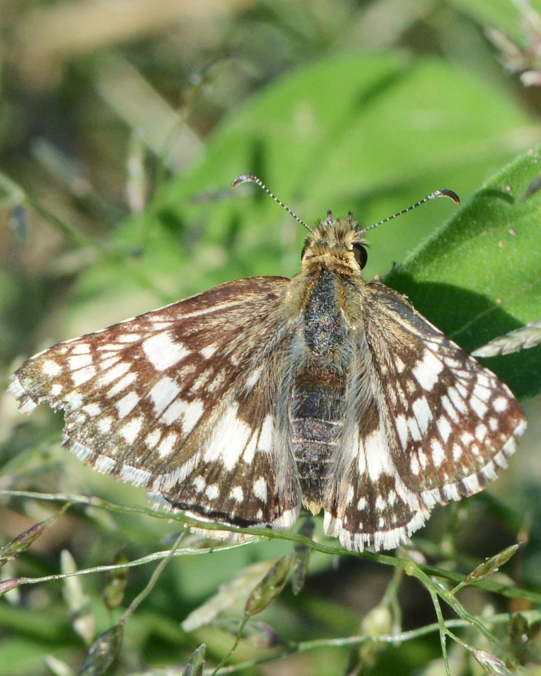 Common Checkered-Skipper Photo by David Hollie