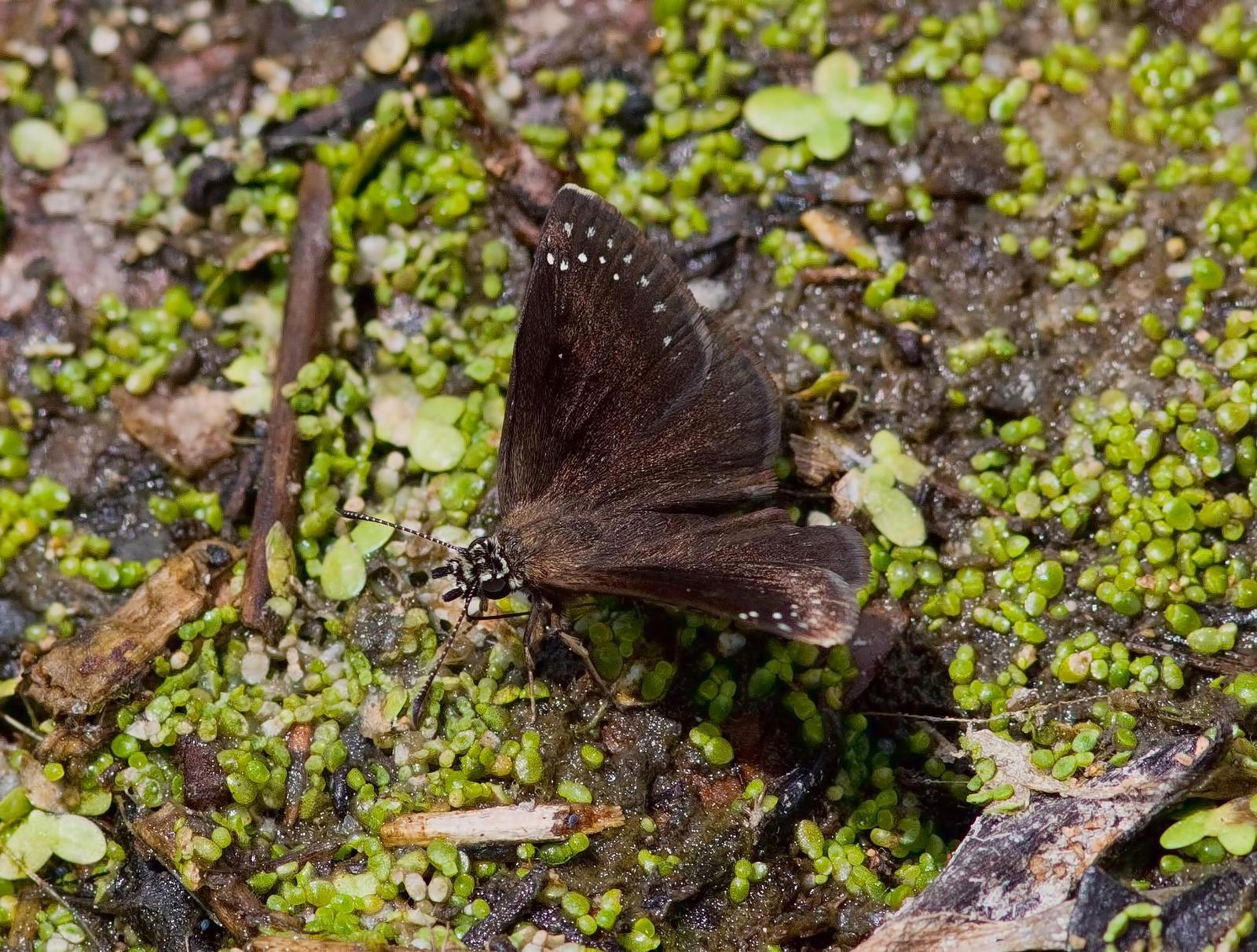 Common Sootywing Photo by Michael Moore