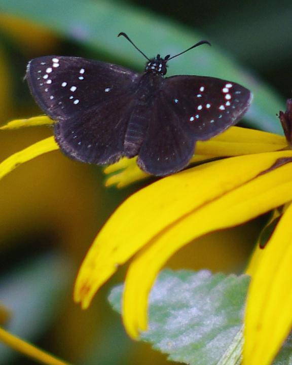Common Sootywing Photo by Rob Dickerson
