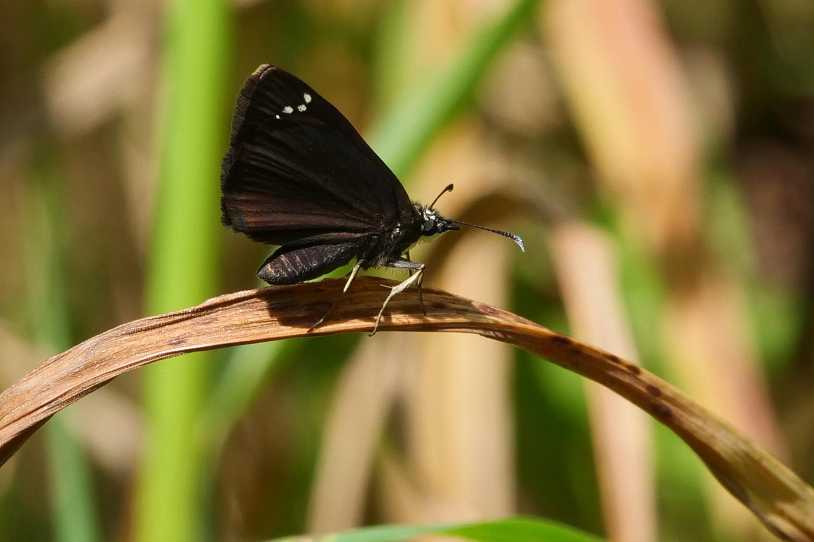Common Sootywing Photo by Kristy Baker