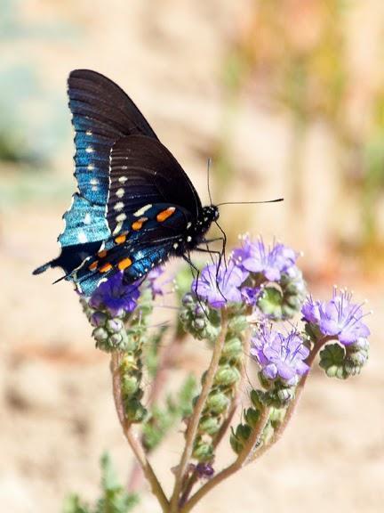 Pipevine Swallowtail Photo by Dan Tallman