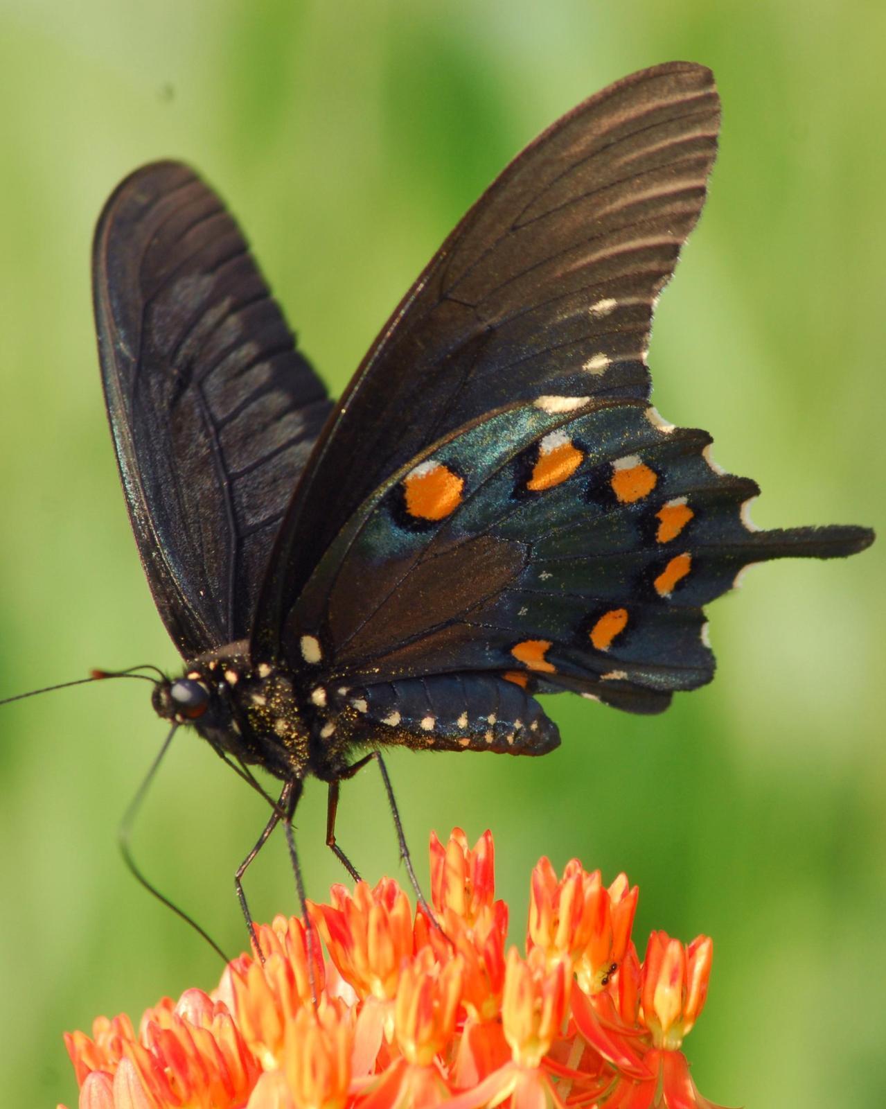 Pipevine Swallowtail Photo by David Hollie