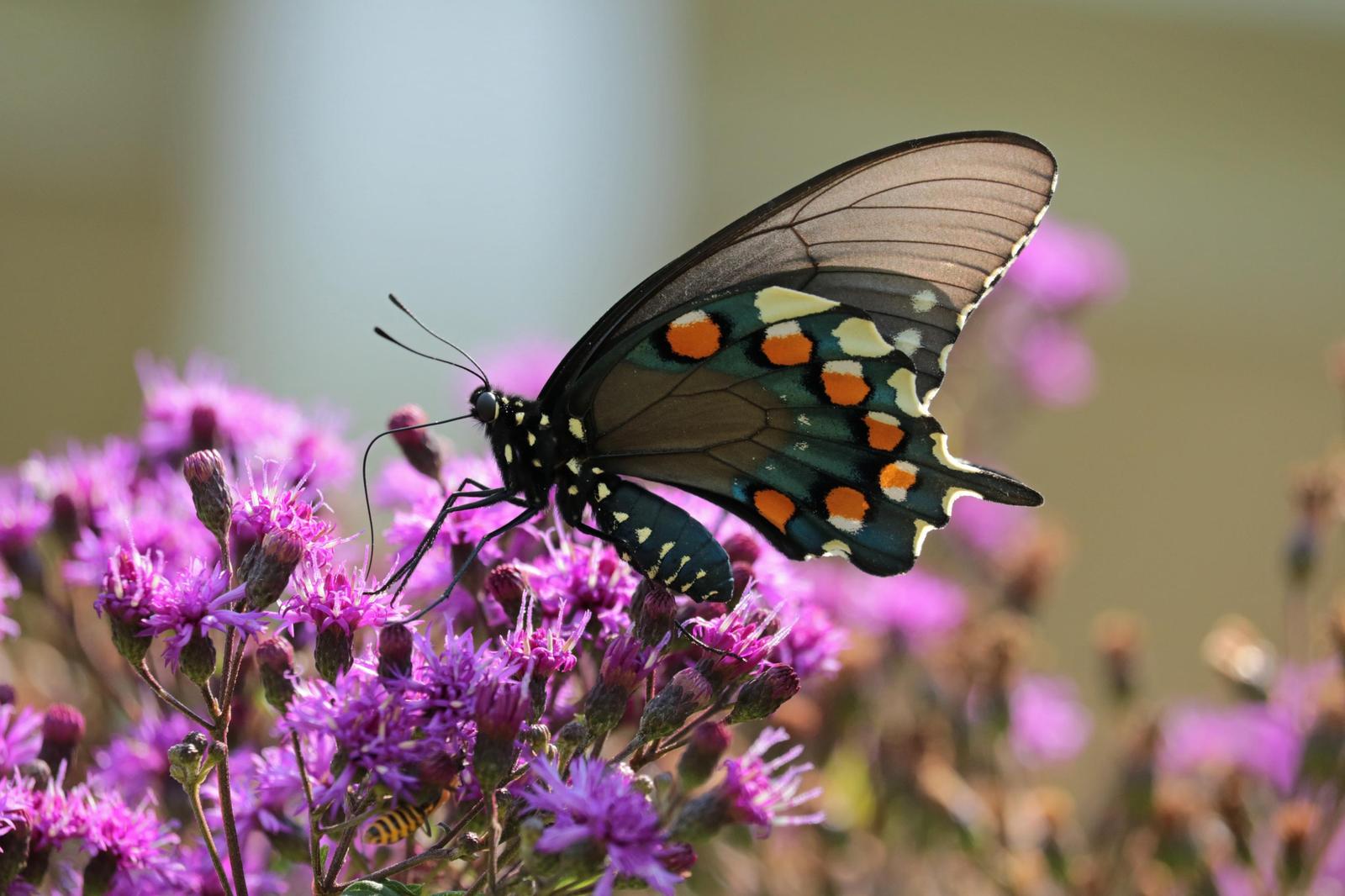 Pipevine Swallowtail Photo by Kristy Baker
