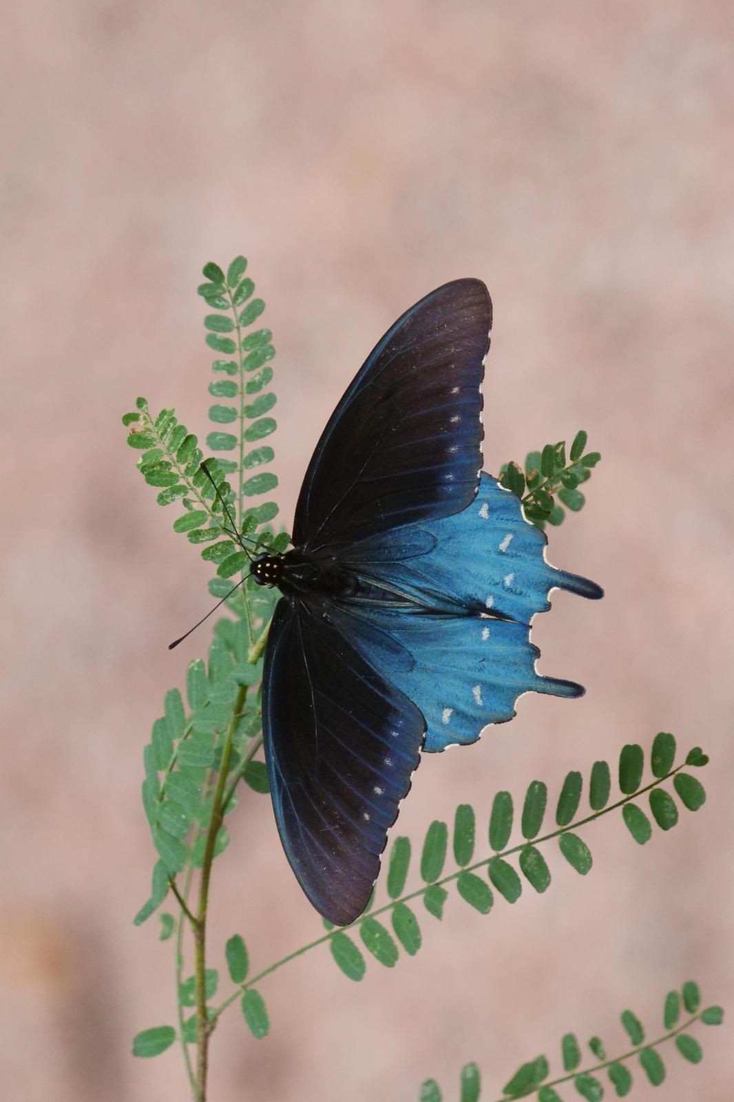 Pipevine Swallowtail Photo by Kristy Baker