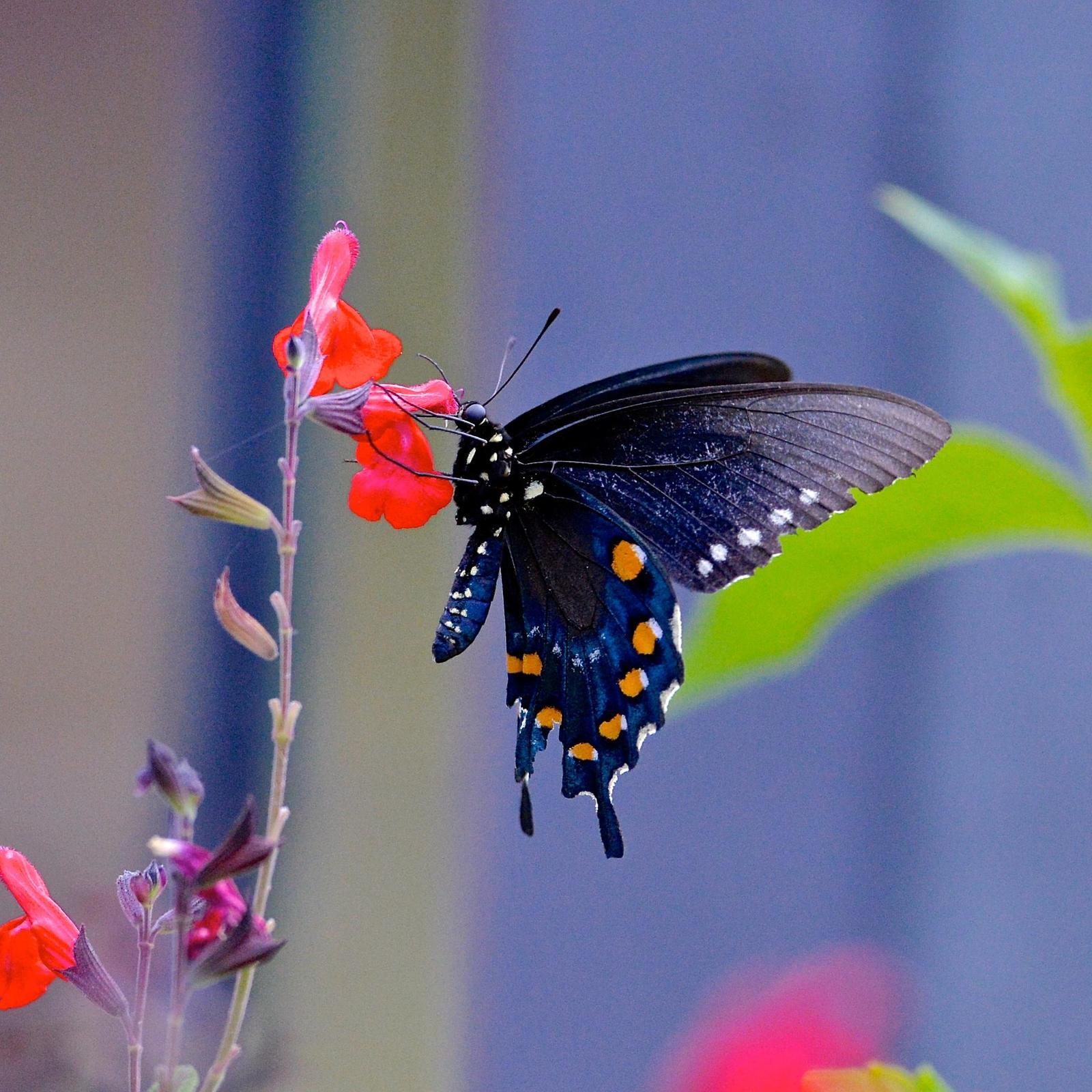 Pipevine Swallowtail Photo by Gerald Friesen