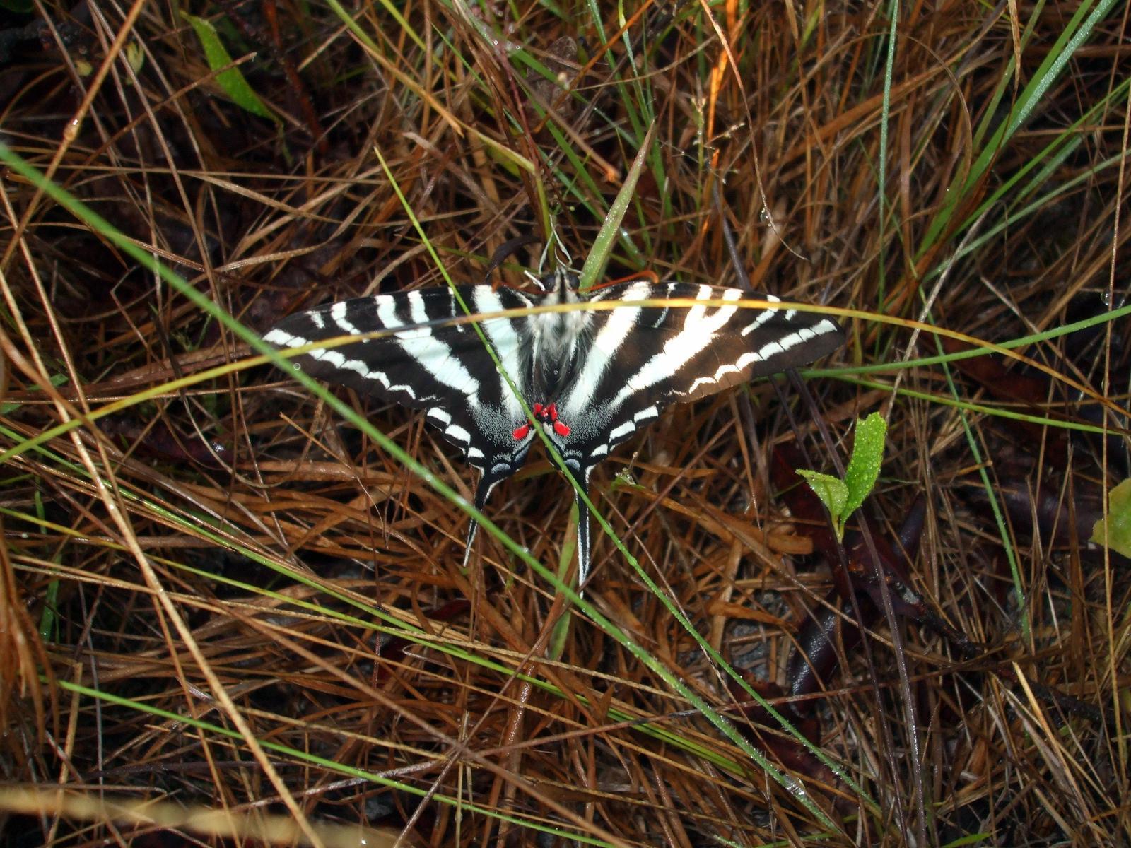 Zebra Swallowtail Photo by Zak Poulton