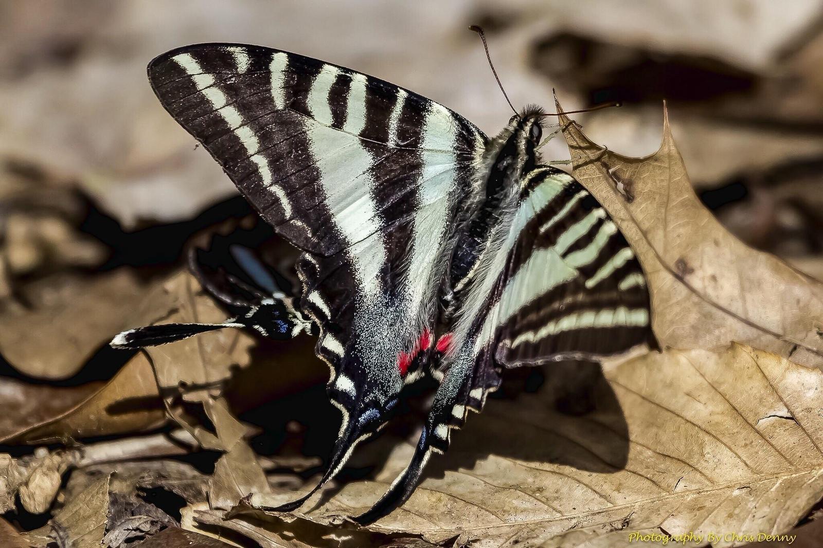 Zebra Swallowtail Photo by Chris Denny