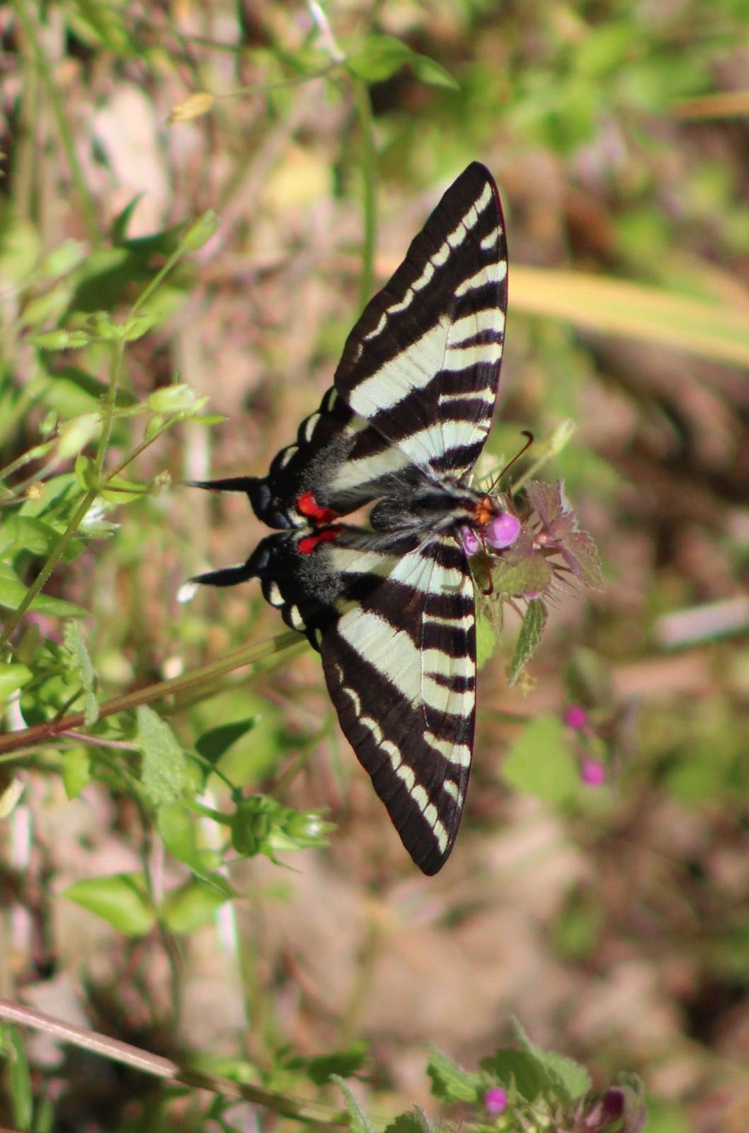 Zebra Swallowtail Photo by Tony Heindel