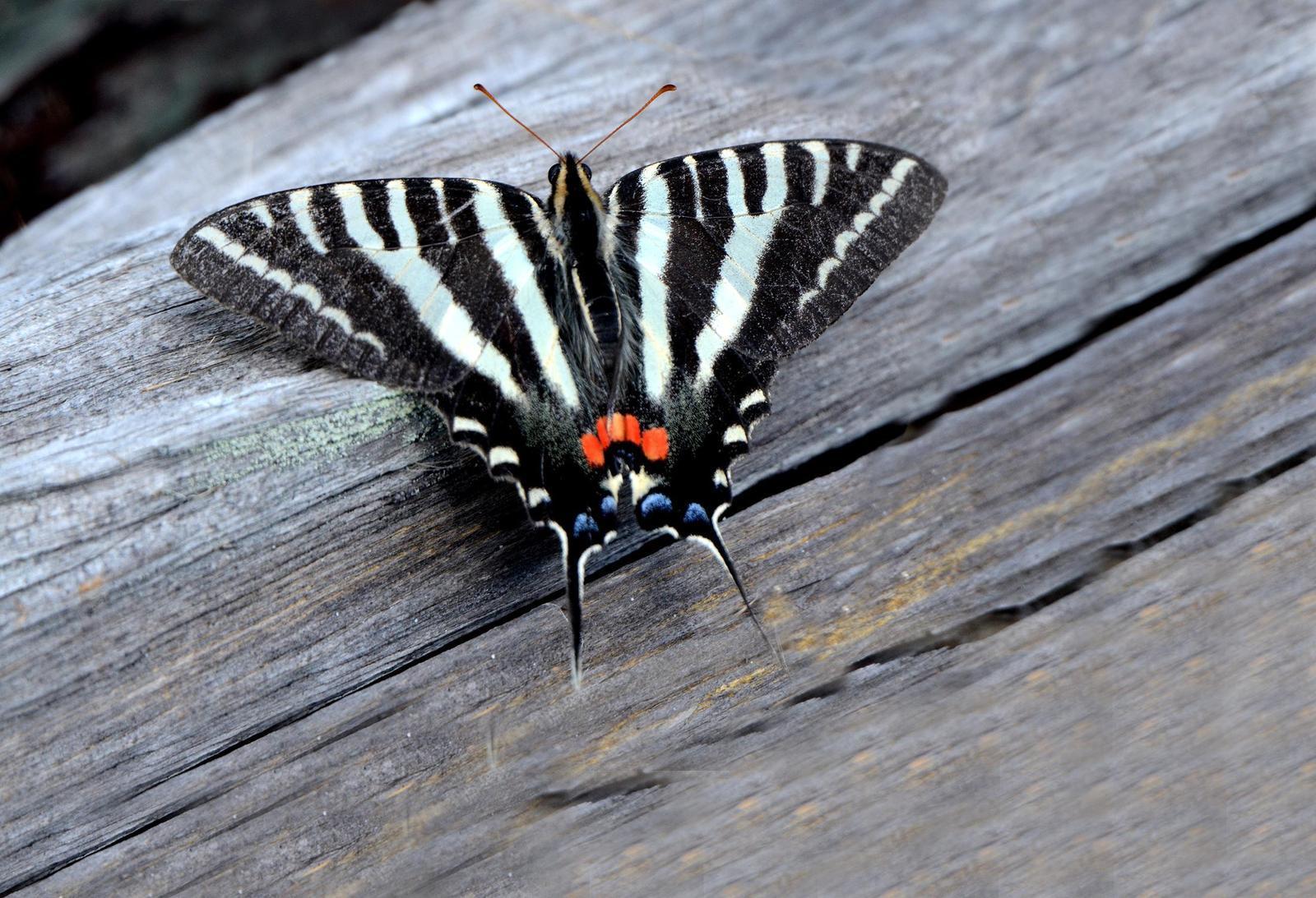Zebra Swallowtail Photo by Steven Mlodinow