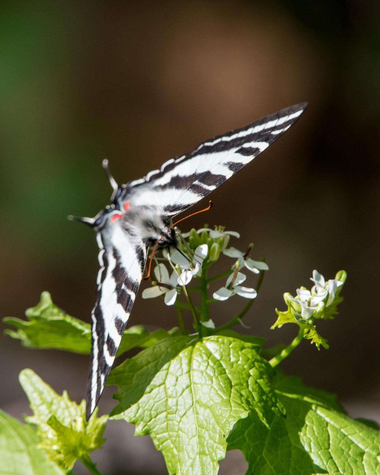 Zebra Swallowtail Photo by Harold Davis