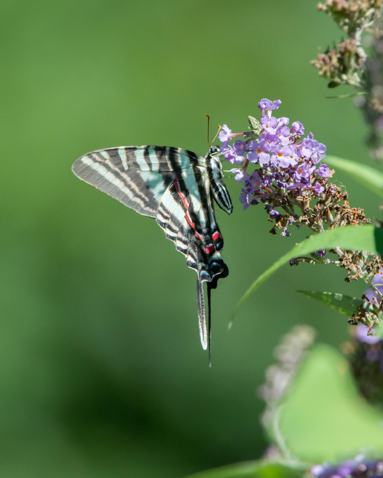 Zebra Swallowtail Photo by Harold Davis