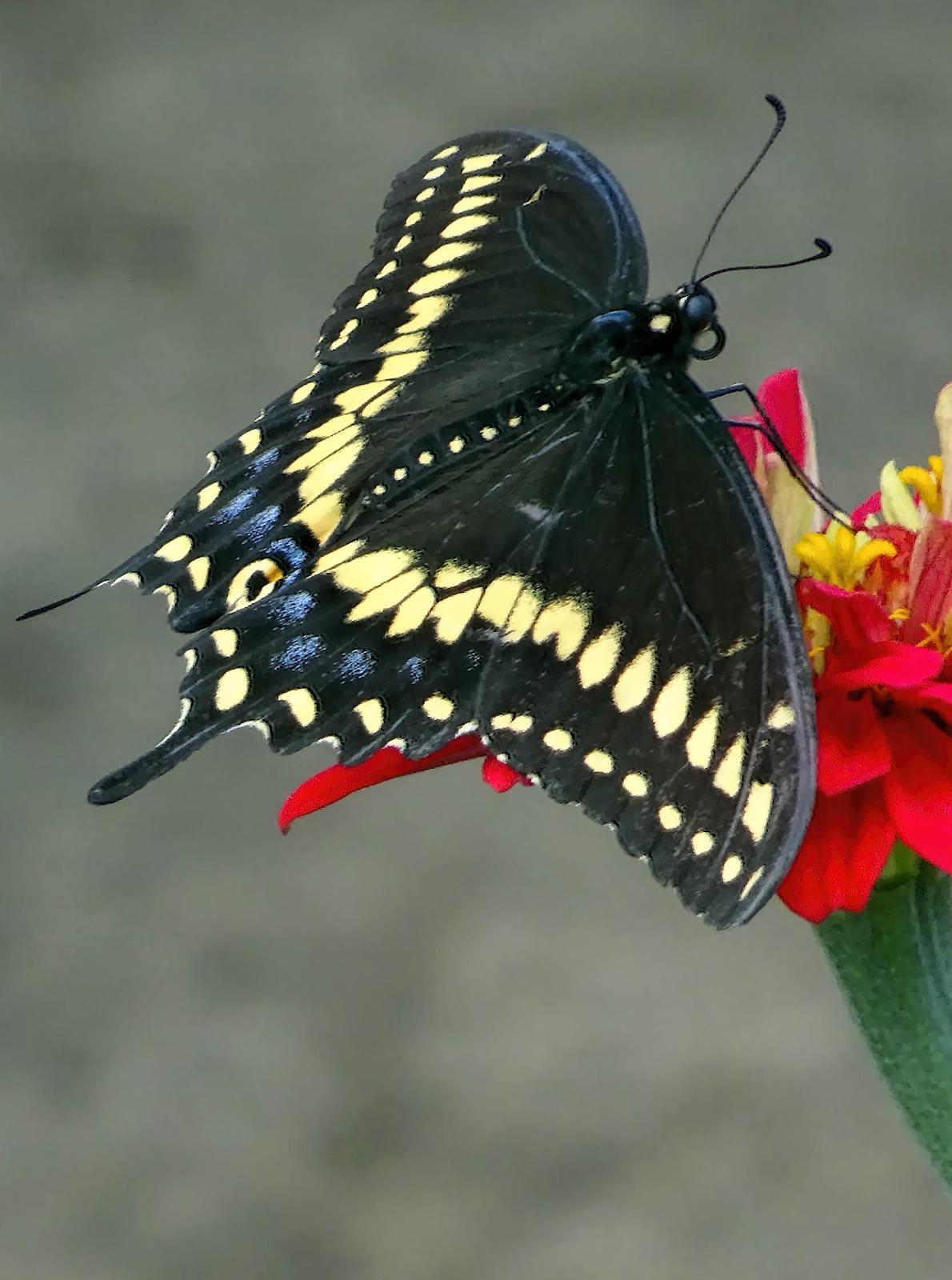 Black Swallowtail Photo by Dan Tallman