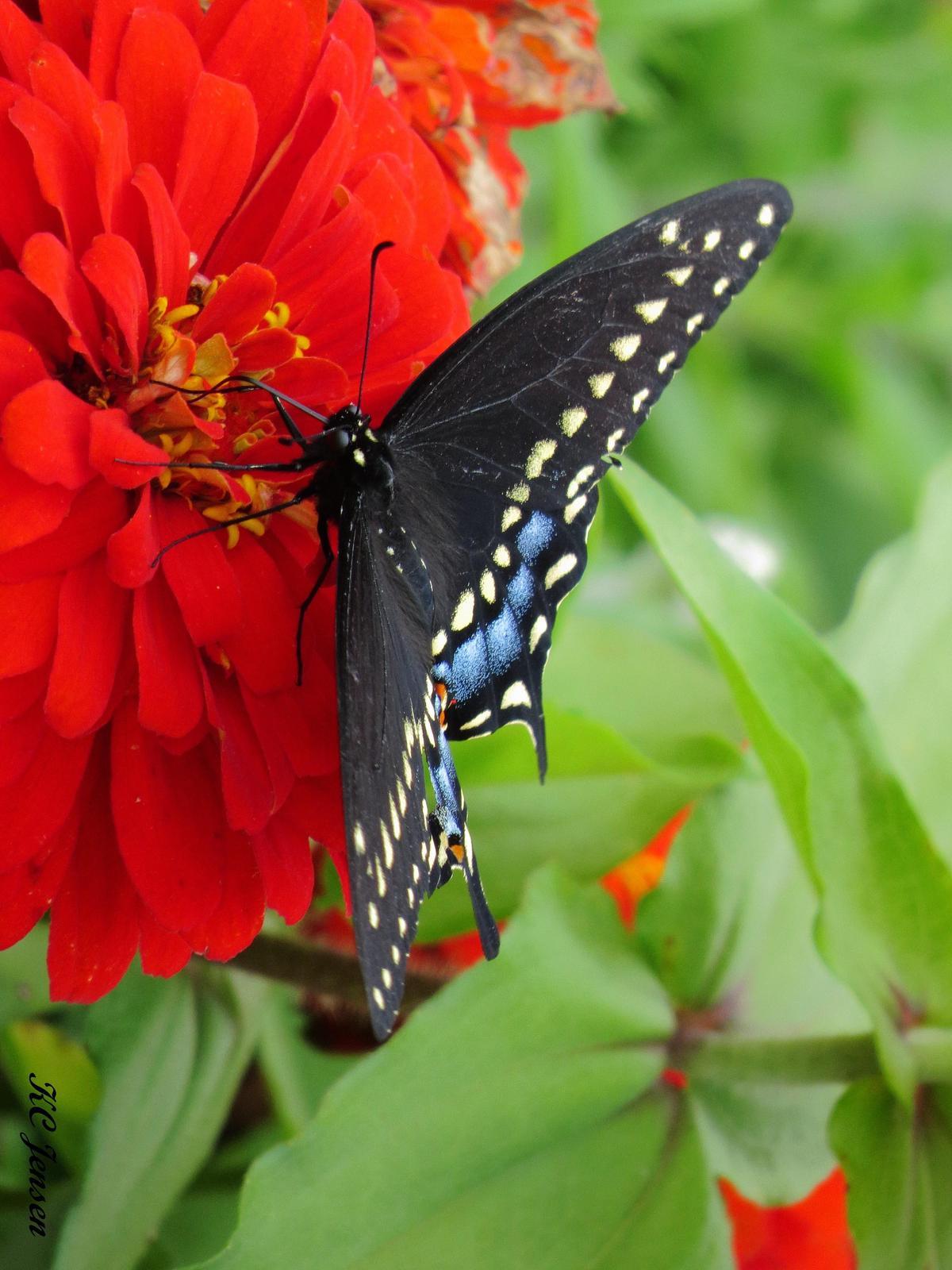 Black Swallowtail Photo by Kent Jensen