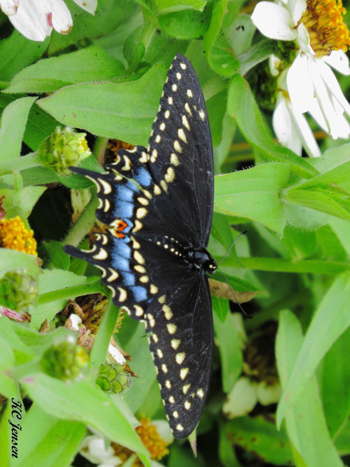 Black Swallowtail Photo by Kent Jensen
