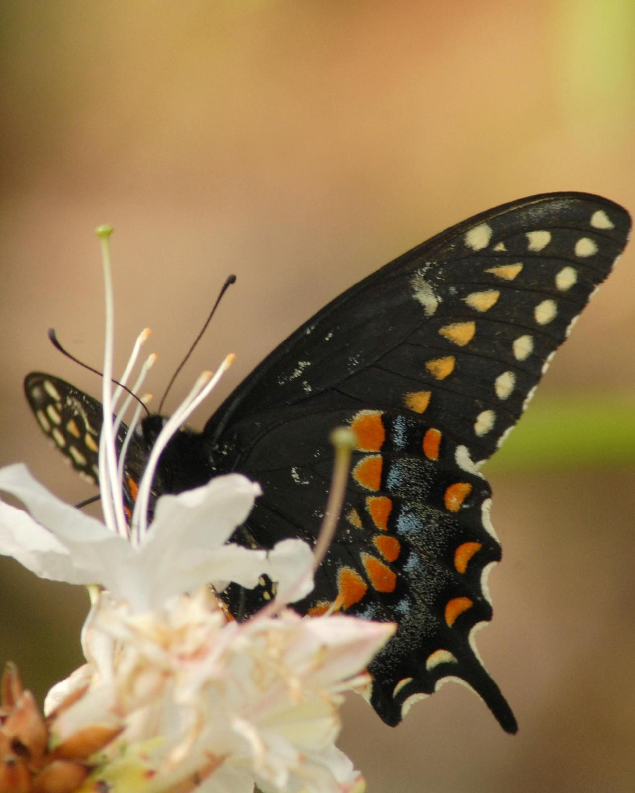Black Swallowtail Photo by David Hollie