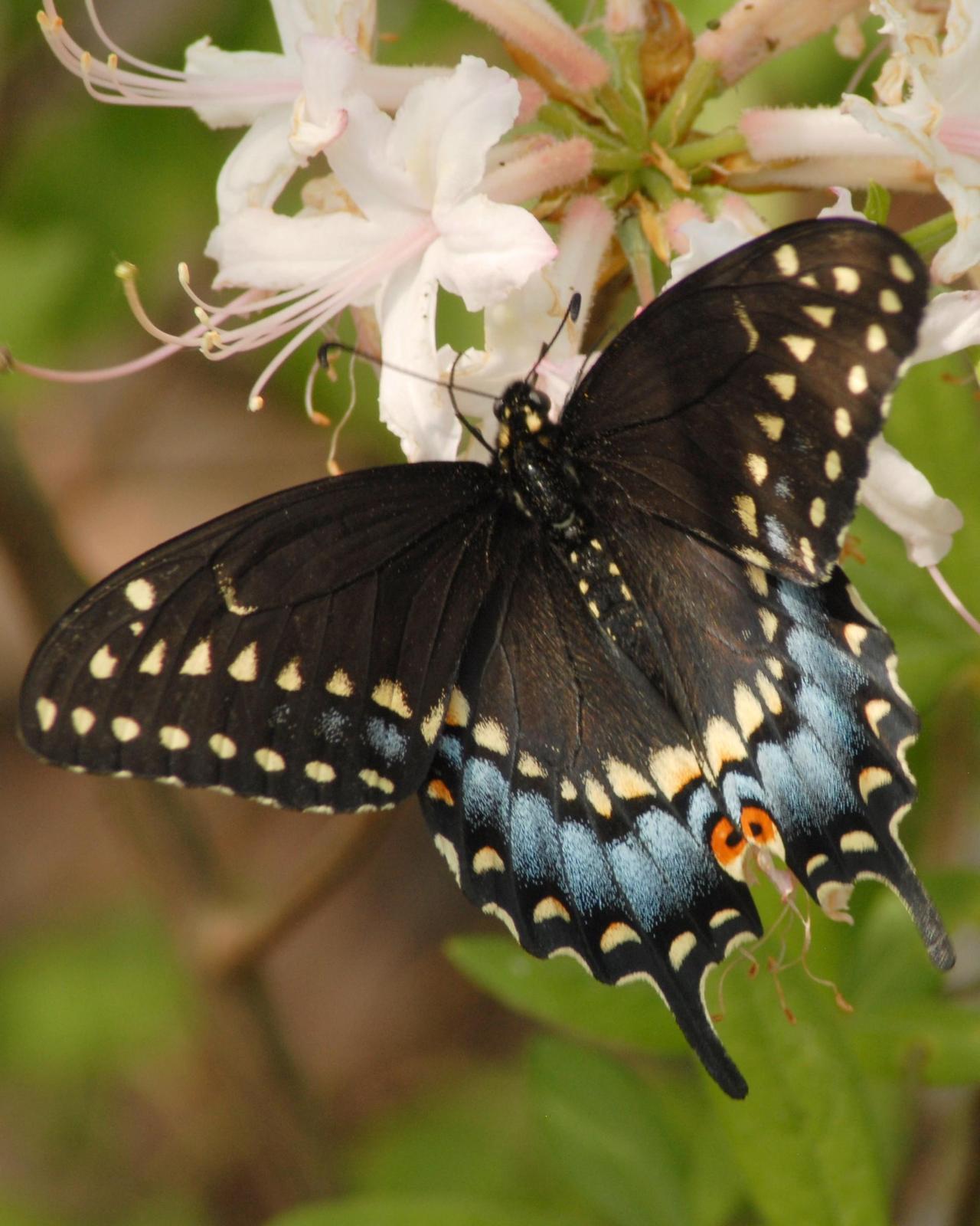 Black Swallowtail Photo by David Hollie
