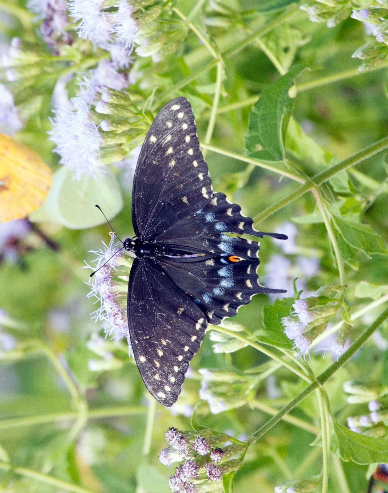 Black Swallowtail Photo by Scott Berglund
