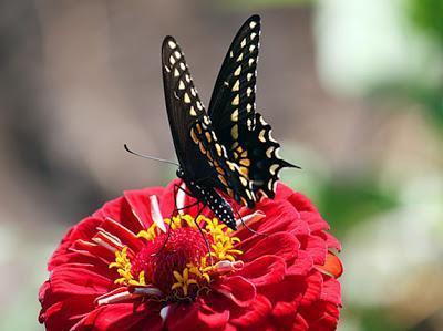Black Swallowtail Photo by Dan Tallman