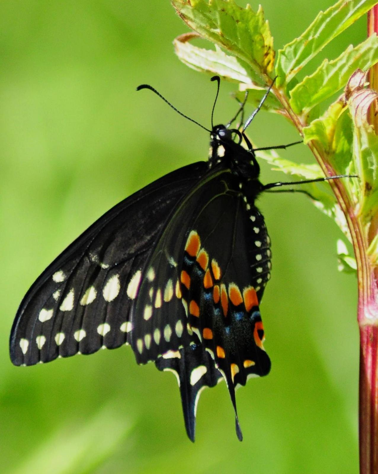 Black Swallowtail Photo by Maxim Larrivèe, Ph.D.