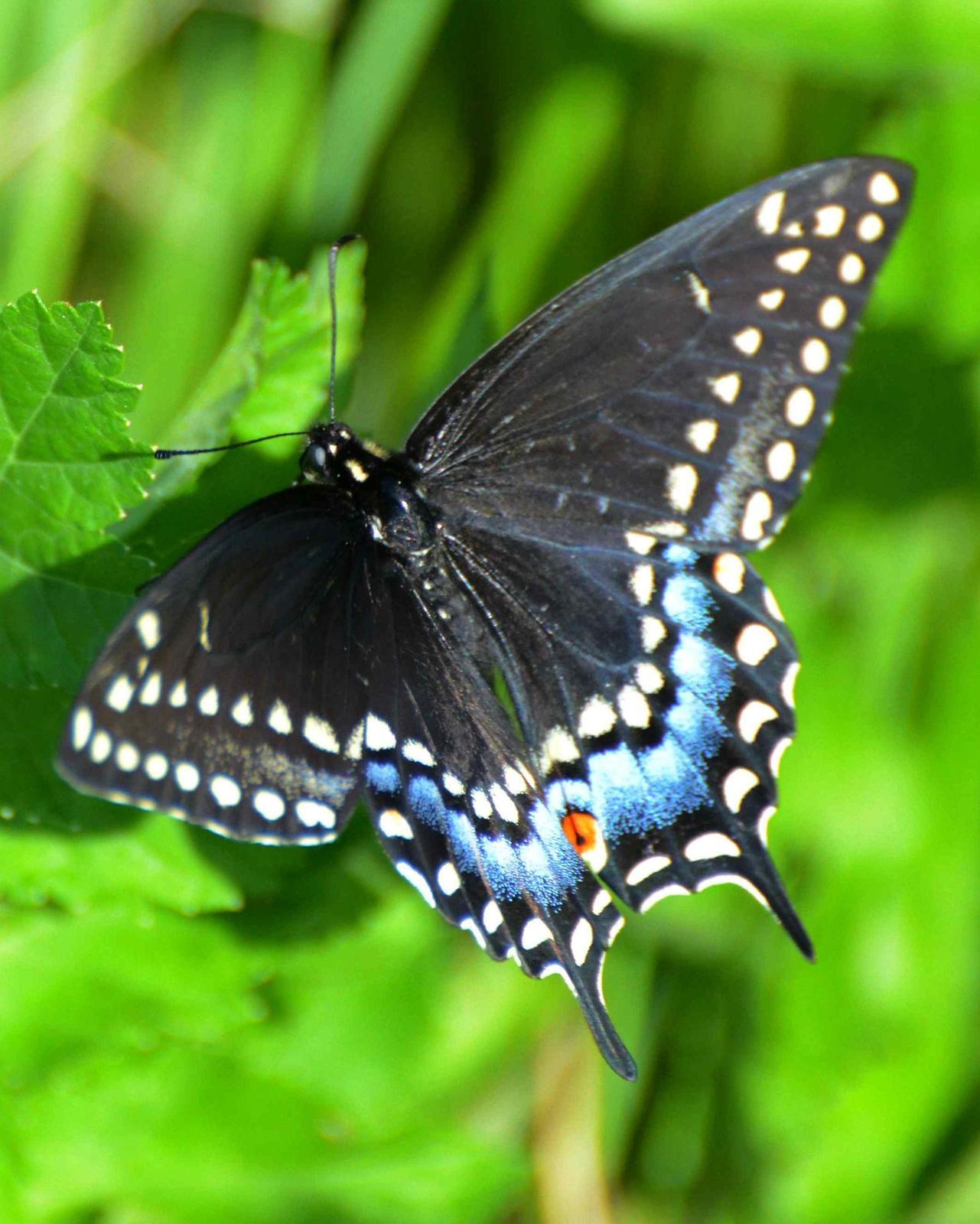 Black Swallowtail Photo by Maxim Larrivèe, Ph.D.