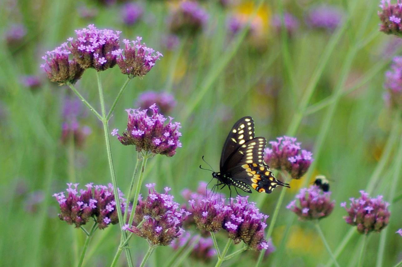 Black Swallowtail Photo by Rob Dickerson