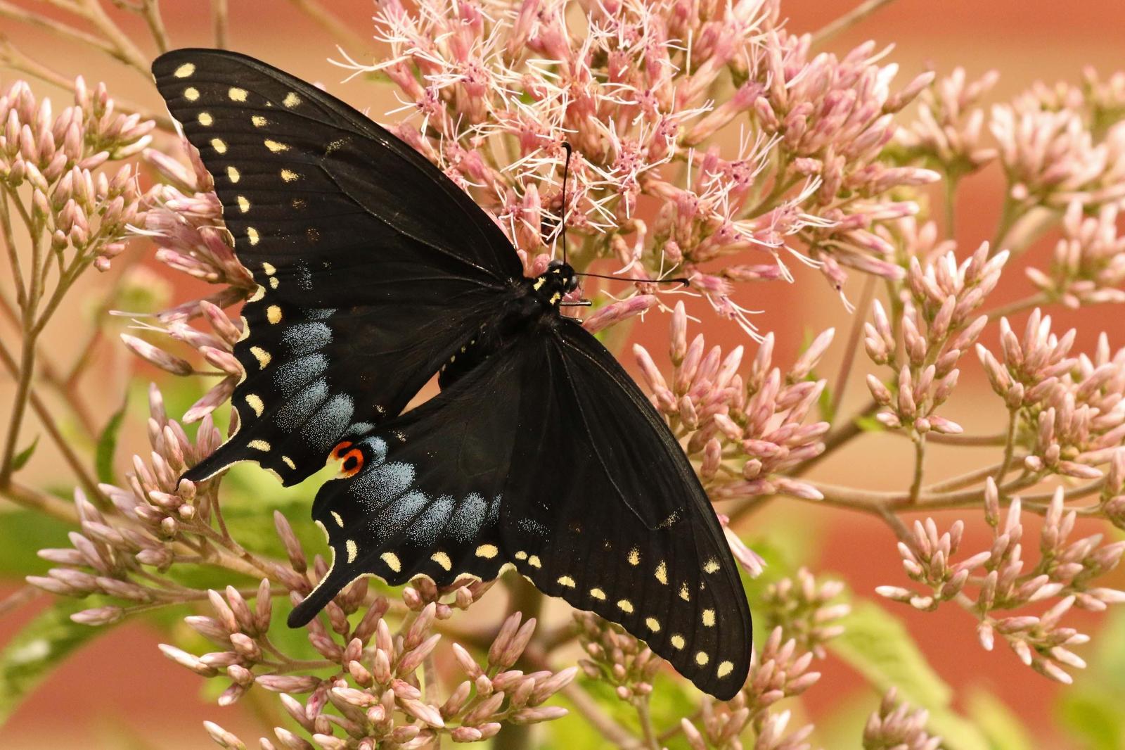 Black Swallowtail Photo by Kristy Baker