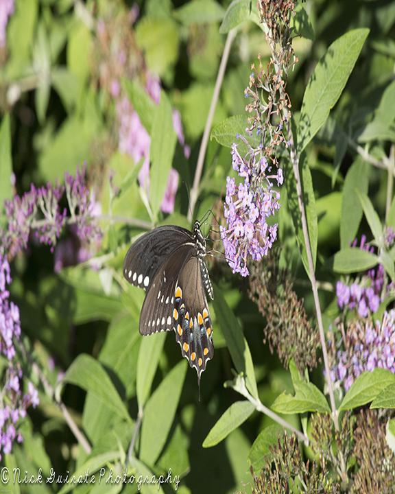Black Swallowtail Photo by Nick Guirate