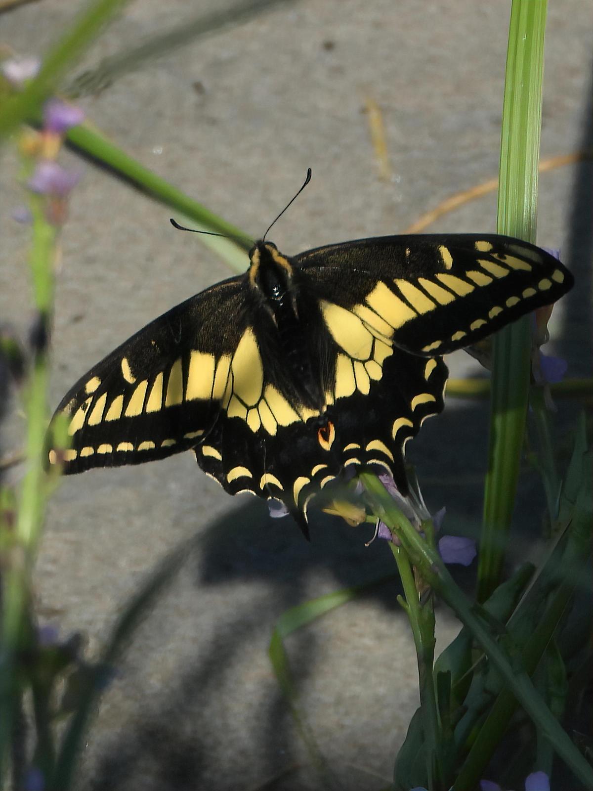 Anise Swallowtail Photo by Dan Tallman