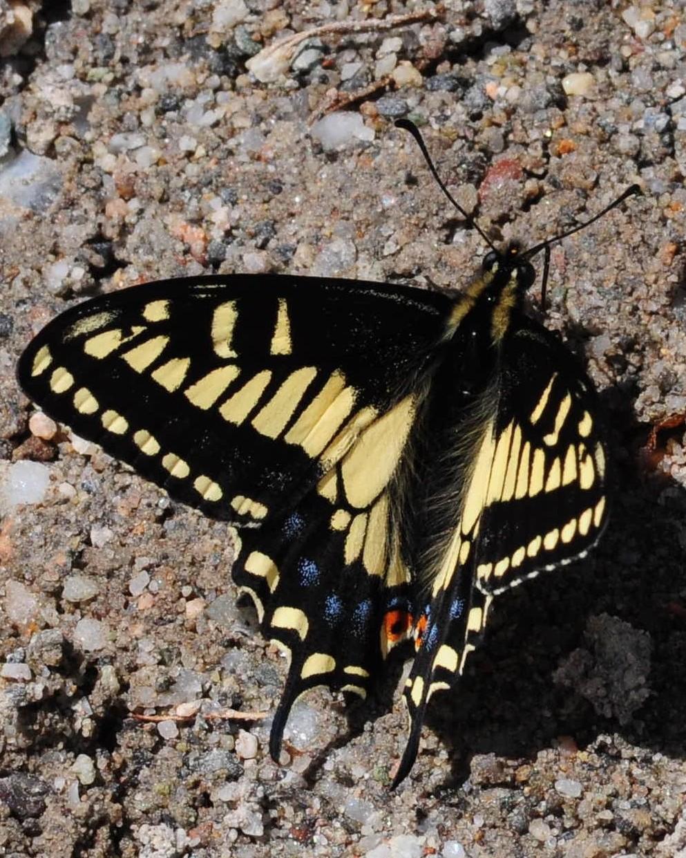 Anise Swallowtail Photo by Maxim Larrivèe, Ph.D.
