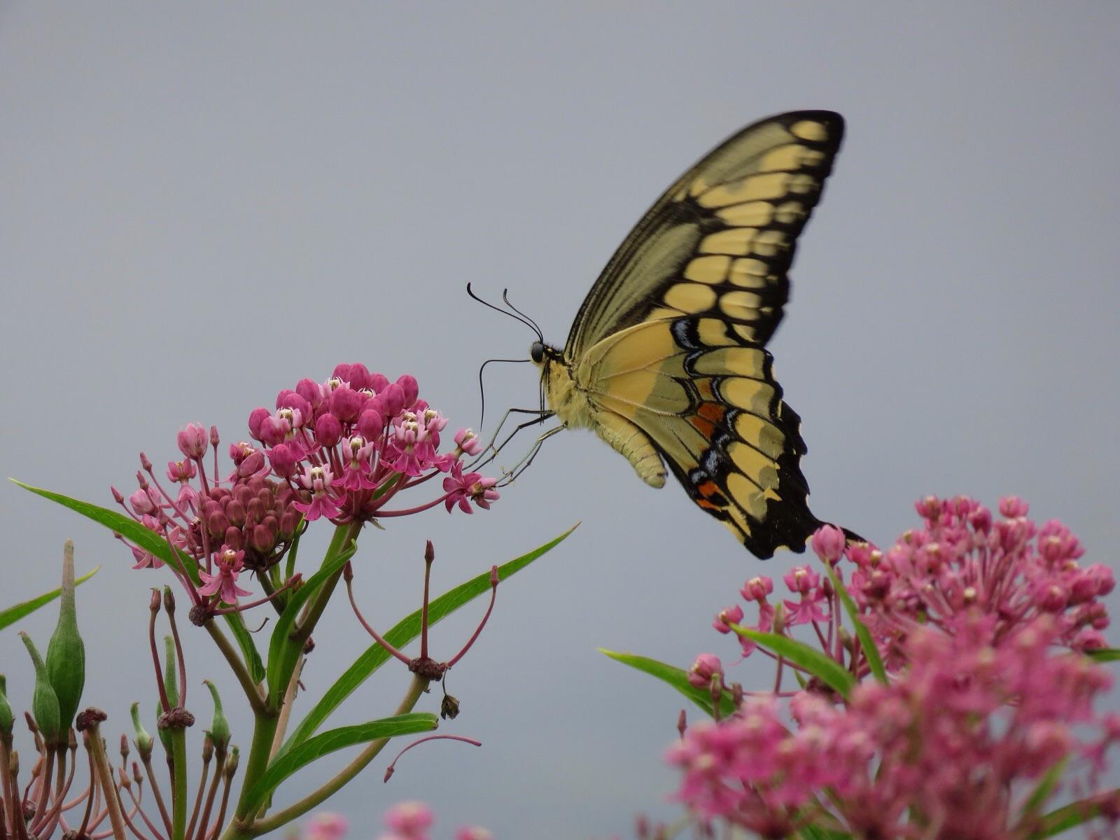 Giant Swallowtail Photo by Ryan Chrouser