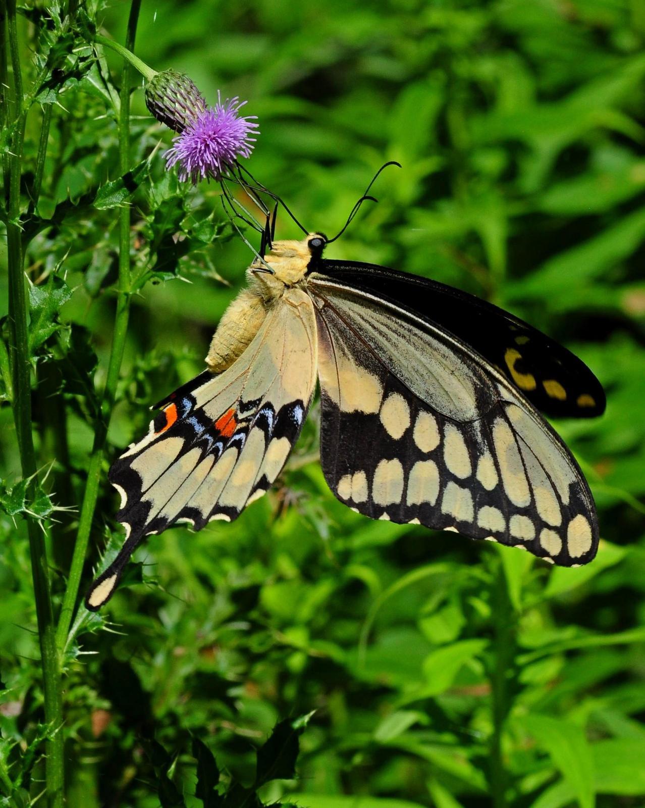 Giant Swallowtail Photo by Maxim Larrivèe, Ph.D.