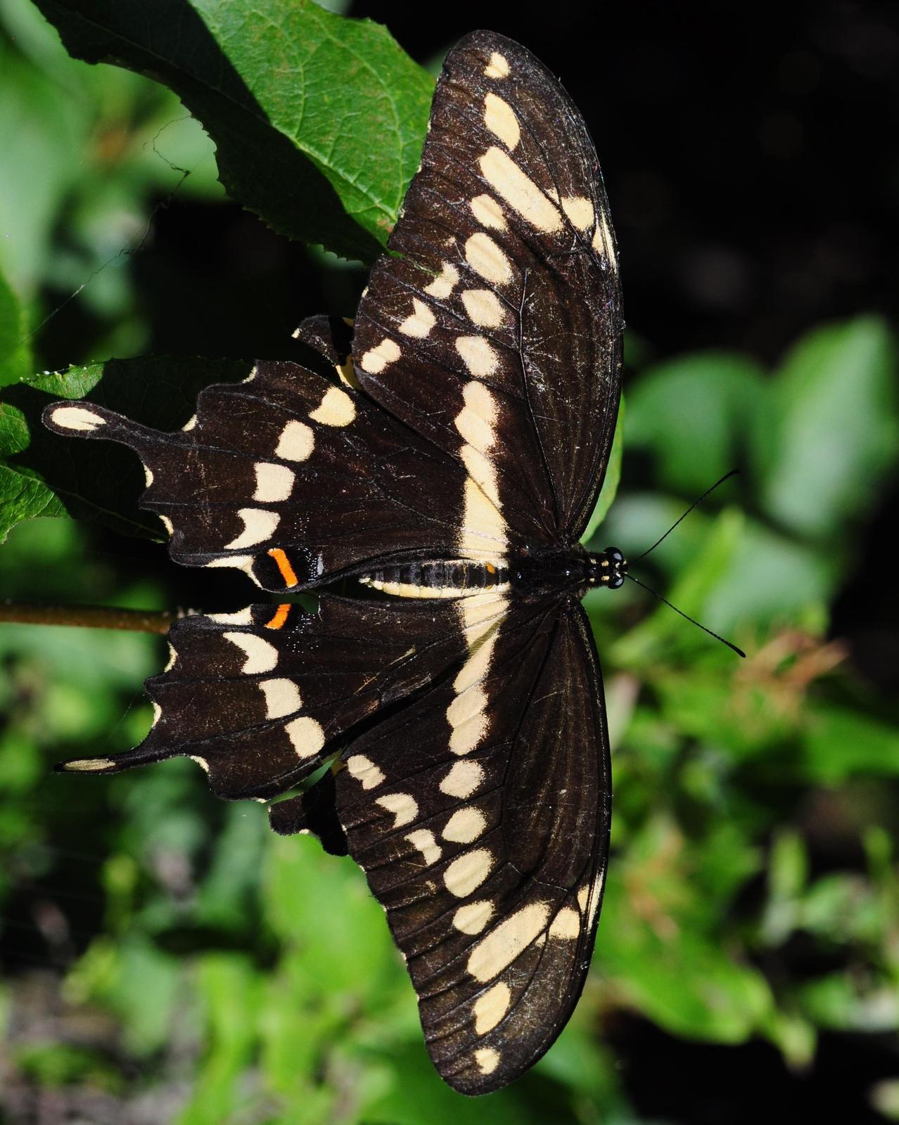 Giant Swallowtail Photo by Maxim Larrivèe, Ph.D.