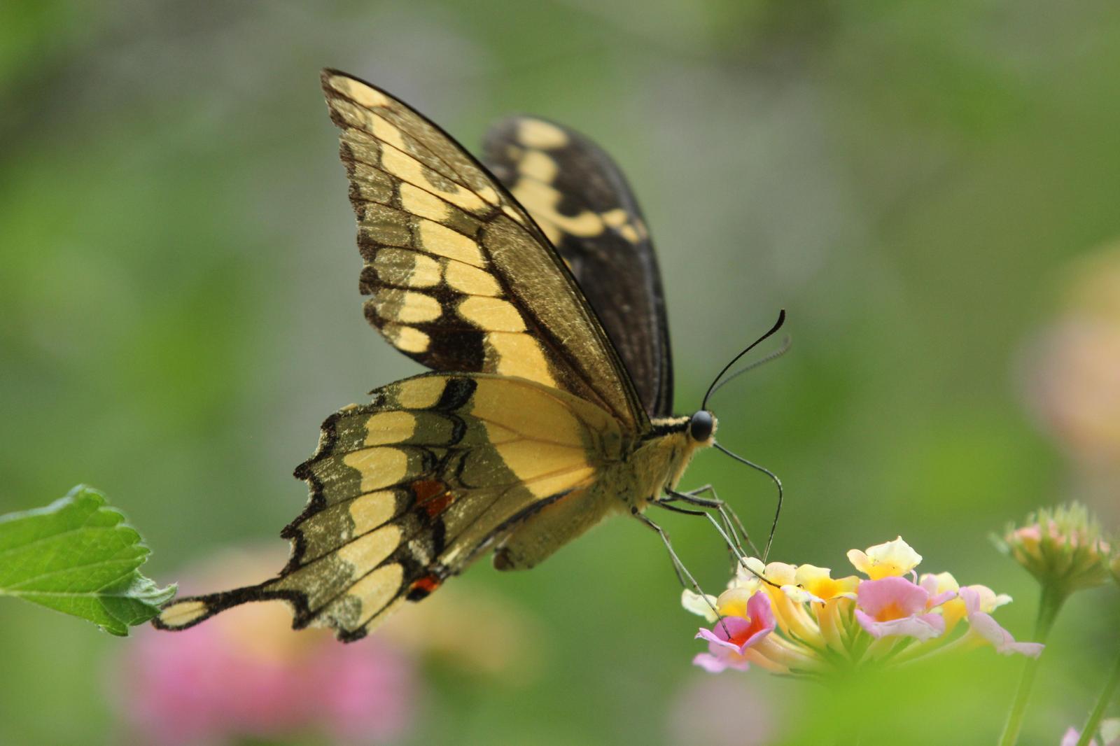 Giant Swallowtail Photo by Kristy Baker