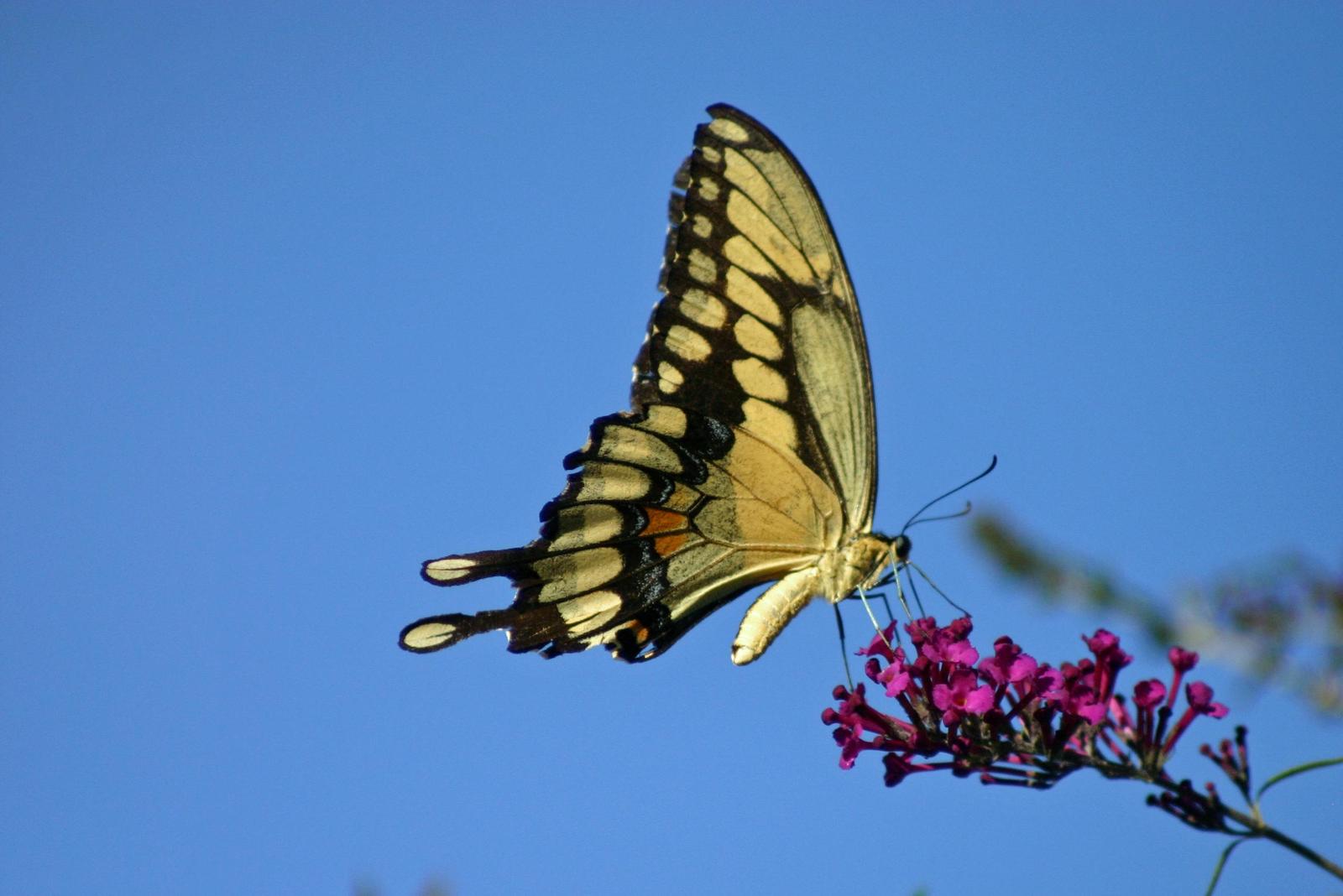 Giant Swallowtail Photo by Rob Dickerson