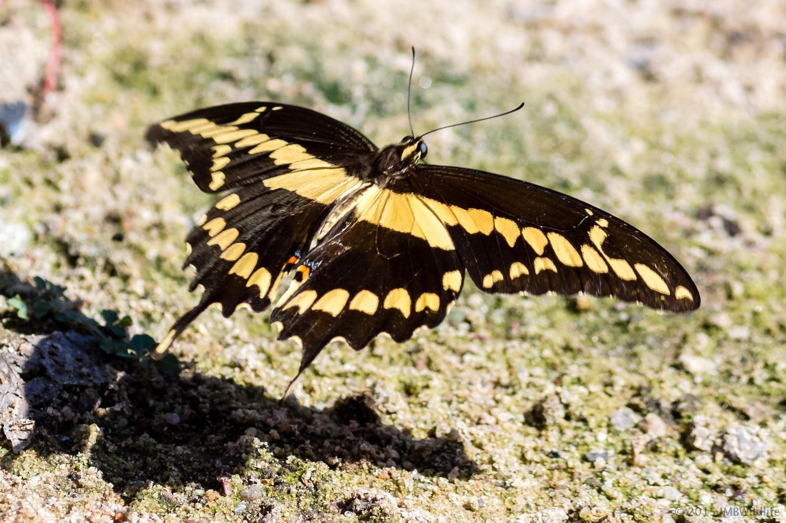 Giant Swallowtail Photo by Jeff Bray