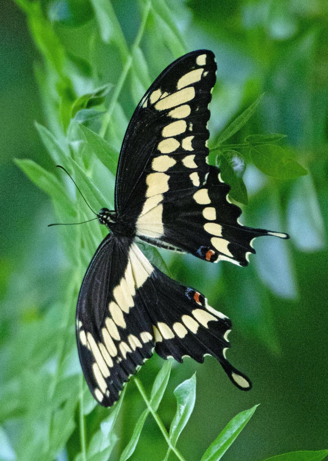 Giant Swallowtail Photo by Scott Berglund