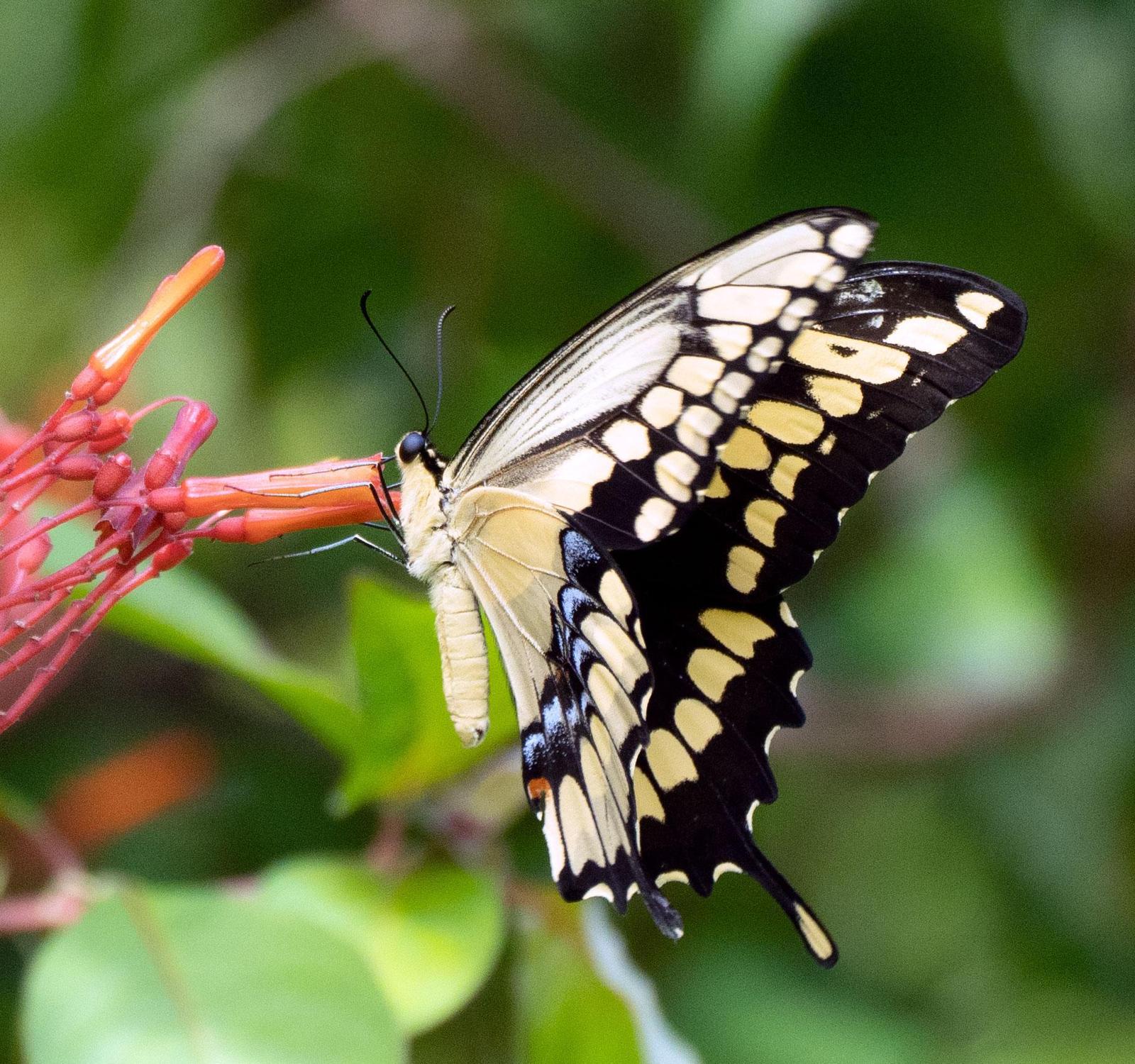 Giant Swallowtail Photo by Scott Berglund