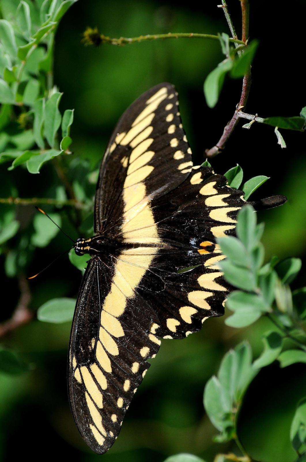 Giant Swallowtail Photo by Steven Mlodinow