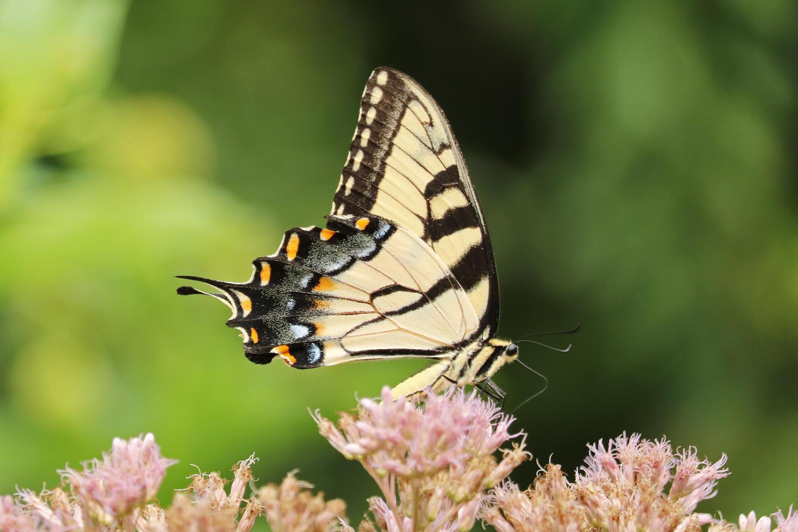 Eastern Tiger Swallowtail Photo by Kristy Baker