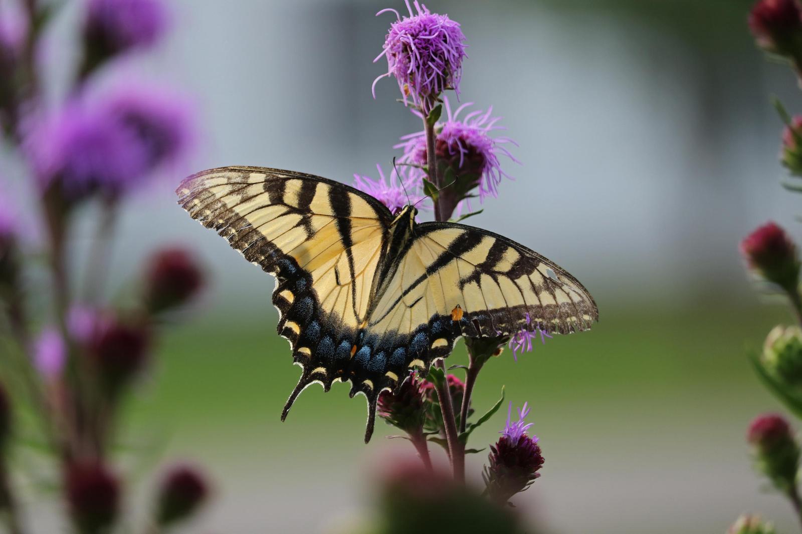 Eastern Tiger Swallowtail Photo by Kristy Baker
