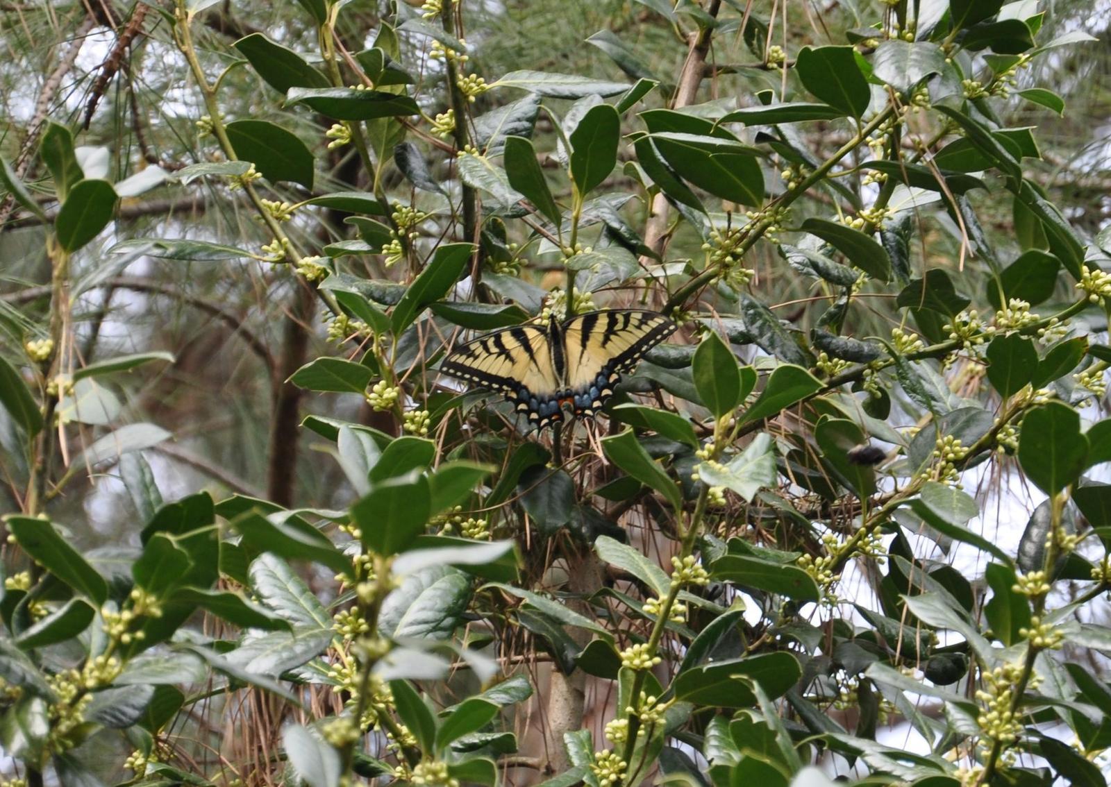 Eastern Tiger Swallowtail Photo by Ashley Grubstein