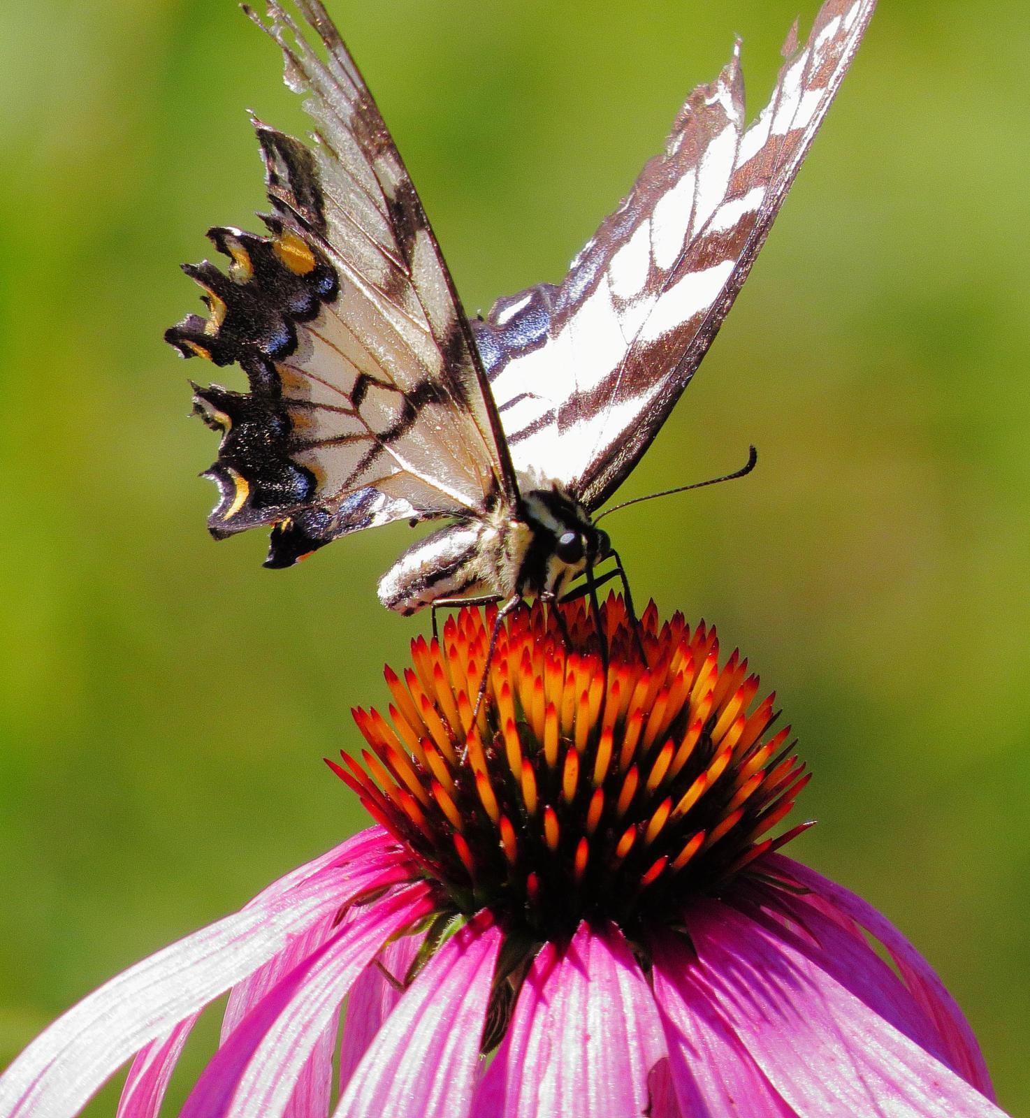 Eastern Tiger Swallowtail Photo by Kent Jensen